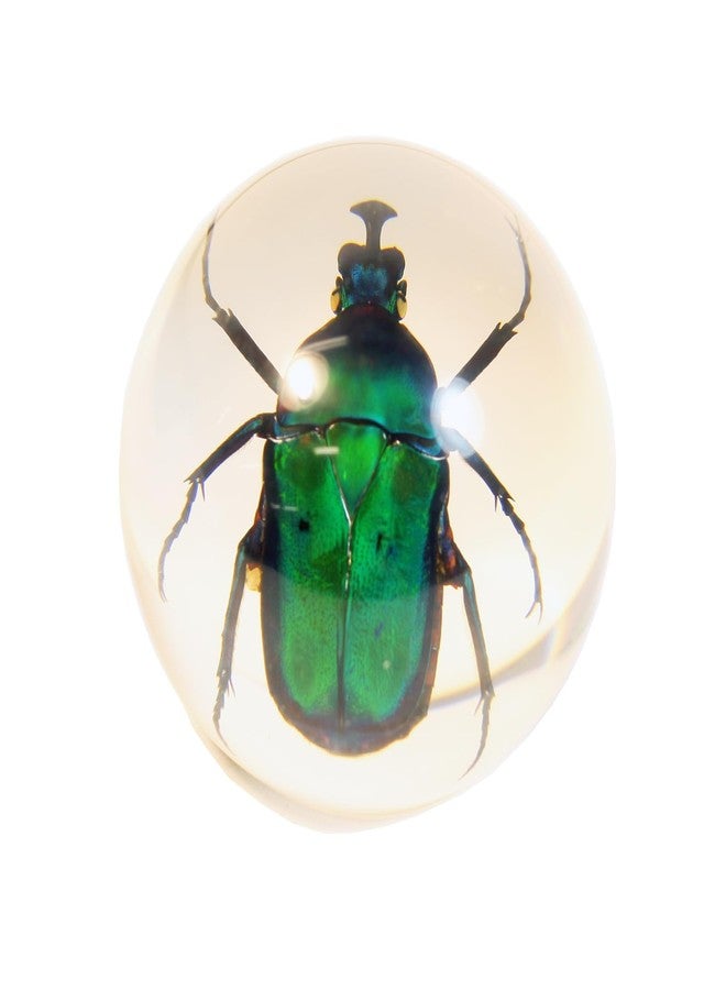 ريل بج خنفساء ريلباغ الخضراء، كرة أرضية - Image 2